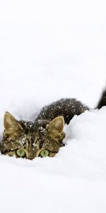 Winter,Snow,Animals,Cats