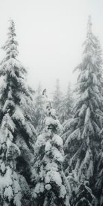 Invierno,Naturaleza,Nieve,Niebla,Ato,Pájaro,Comió