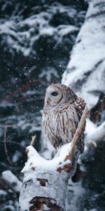 Bois,Arbre,Branches,Animaux,Neige,Hiver,Hibou,Oiseau,Chouette