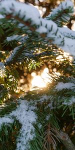 Branches,Épicéa,Sapin,Macro,Neige,Hiver