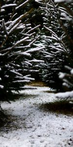 Winter,Snow,Branches,Path,Nature