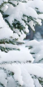 Winter,Snow,Branches,Spruce,Fir,Nature