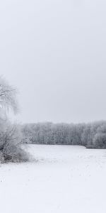 Winter,Snow,Bush,Wood,Tree,Nature,Field