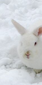 Winter,Snow,Color,Disguise,Hare,Animals,Camouflage