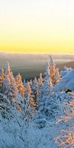 Winter,Snow,Cover,Robe,Garb,Nature,Trees