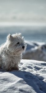 Animaux,Enjoué,Espiègle,Neige,Hiver,Chien