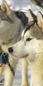 Winter,Snow,Dog,Husky,Haska,Right,Faithful,Animals