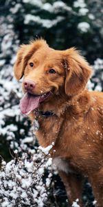 Winter,Snow,Dog,Muzzle,Protruding Tongue,Tongue Stuck Out,Animals