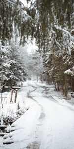 Route,Nature,Arbres,Neige,Hiver,Chien