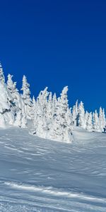 Winter,Snow,Fir Trees,Nature,Landscape