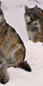 Neige,Famille,Troupeau,Une Famille,Animaux,Hiver,Loups