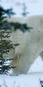 Winter,Snow,Forest,Bear,North,Animals