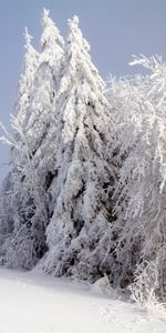 Forêt,Neige,Nature,Hiver