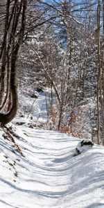 Winter,Snow,Forest,Path,Nature