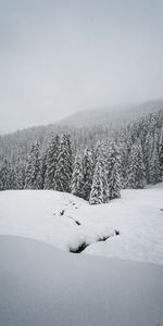 Winter,Snow,Forest,Spruce,Fir,Snowbound,Snow Covered,Nature