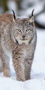 Winter,Snow,Iris,Predator,Animals,Cat