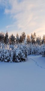 Invierno,Nieve,Paisaje