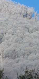 Winter,Snow,Light,Nature,Trees,Shine,House