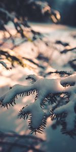 Macro,Branche,Neige,Hiver