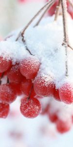 Neige,Branche,Baies,Sorbier Des Oiseleurs,Macro,Baie,Hiver