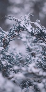 Winter,Snow,Macro,Branches