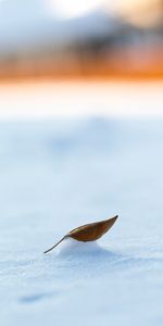 Winter,Snow,Macro,Sheet,Leaf