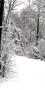 Winter,Snow,Road,Forest,Nature