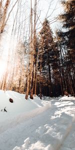 Winter,Snow,Road,Nature,Pine