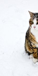 Animales,Invierno,Nieve,Manchado,Irregular,Rayas,Rayado,Paseo,Gato