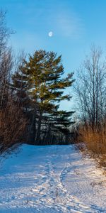 Invierno,Naturaleza,Árboles,Nieve,Luna