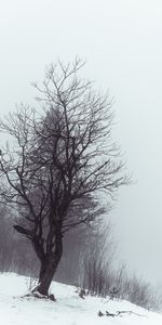 Bois,Brouillard,Nature,Arbre,Neige,Hiver