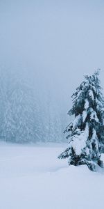 Winter,Snow,Wood,Tree,Spruce,Fir,Nature,Snowstorm