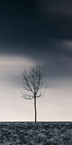 Winter,Snow,Wood,Tree,Starry Sky,Minimalism