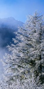 Invierno,Naturaleza,Arriba,Niebla,Comió,Ato,Vértice,Escarcha,Carámbanos