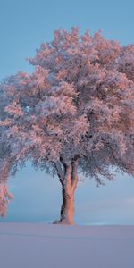 Winter,Tree,Frost,Hoarfrost,Snow Covered,Snowbound,Snow,Wood,Nature