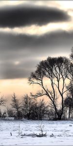 Winter,Trees,Clouds,Nature,Snow