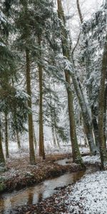 Pin,Forêt,Nature,Arbres,Neige,Ruisseau,Hiver