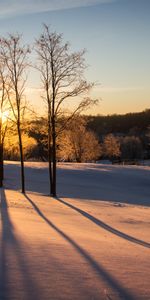 Winter,Trees,Dusk,Nature,Sunset,Twilight,Snow