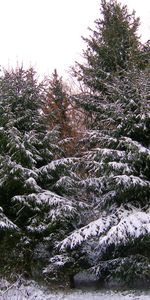 Winter,Trees,Fir Trees,Landscape