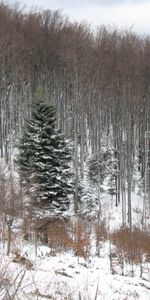 Paisaje,Árboles,Abetos,Invierno