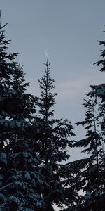 Winter,Trees,Fir Trees,Nature,Moon,Snow