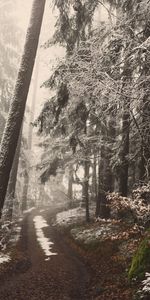 Brouillard,Nature,Forêt,Neige,Piste,Arbres,Chemin,Hiver