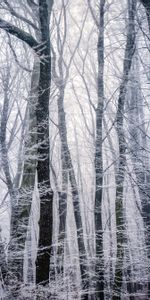 Winter,Trees,Forest,Hoarfrost,Frost,Bw,Nature,Chb