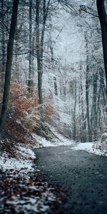 Nature,Forêt,Neige,Pister,Arbres,Piste,Hiver