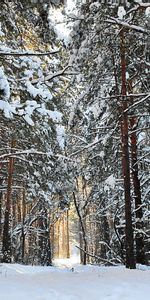 Winter,Trees,Landscape