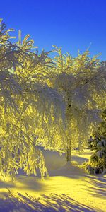 Winter,Trees,Landscape