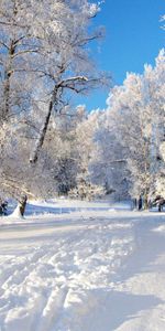 Winter,Trees,Landscape