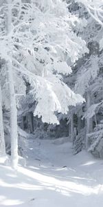 Winter,Trees,Landscape