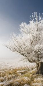 Arbres,Hiver,Paysage