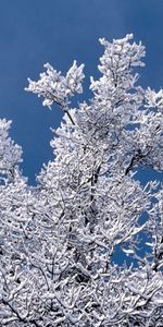 Winter,Trees,Landscape